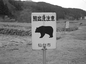 図2 青葉区にもクマが(青葉区綱木)